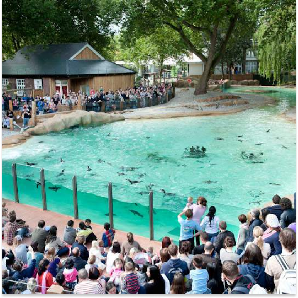 Guests at the London Zoo enjoying the penguin exhibit.