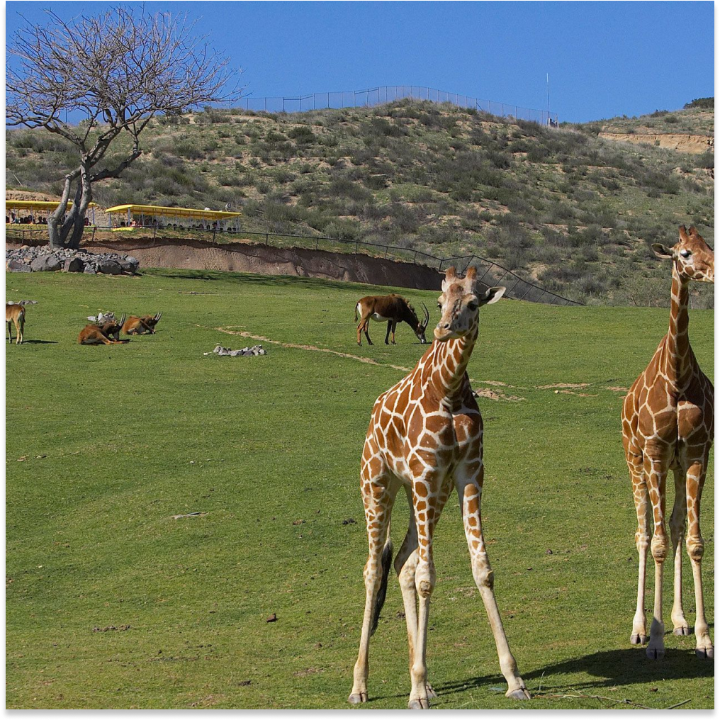 Two giraffes standing together at the San Diego Zoo.